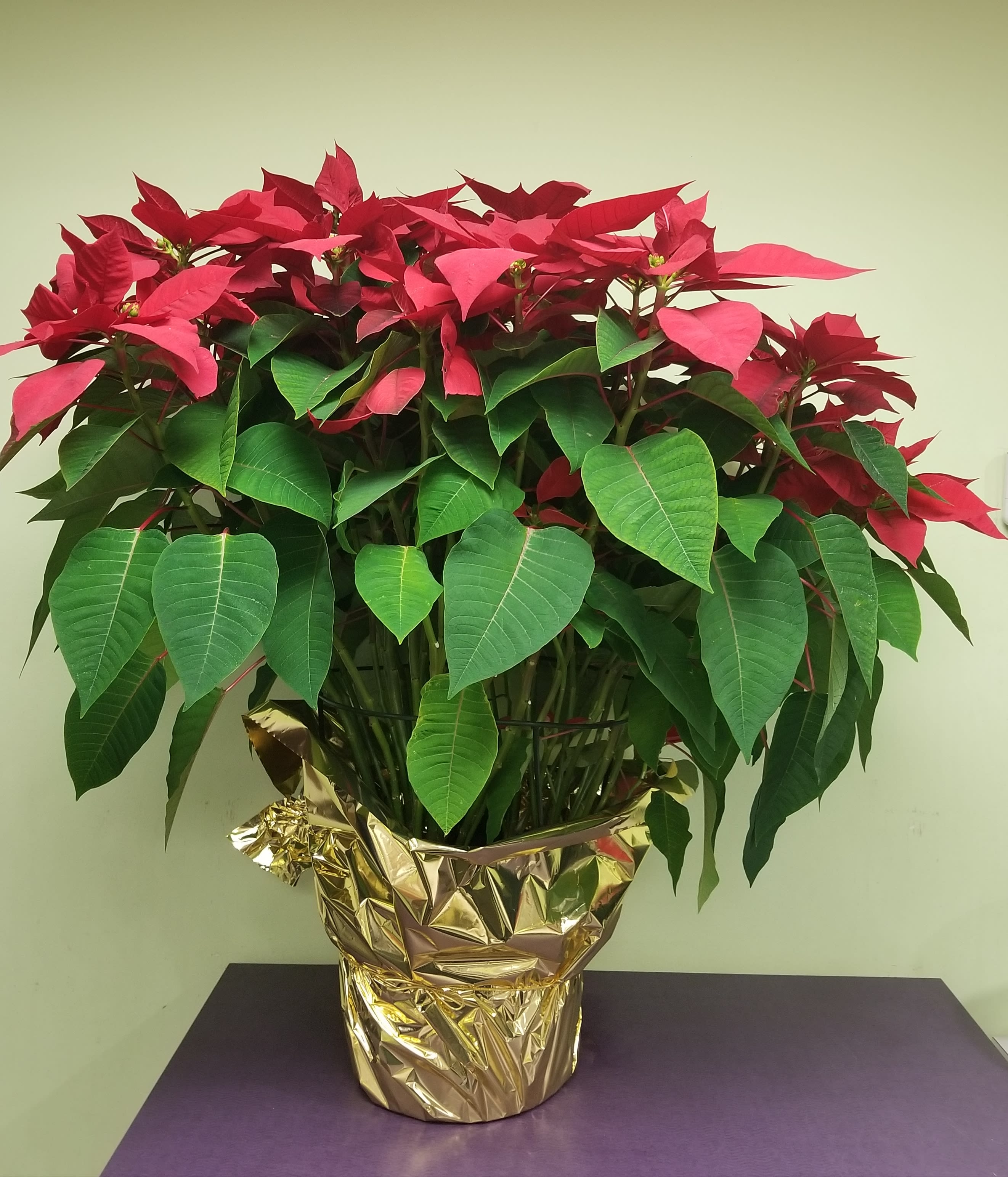 Extra Large Poinsettia in Philadelphia, PA Philadelphia Flower Market