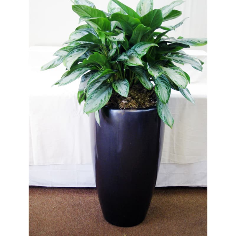 Chinese Evergreen - plant17 in Anaheim, CA | Visser's ...