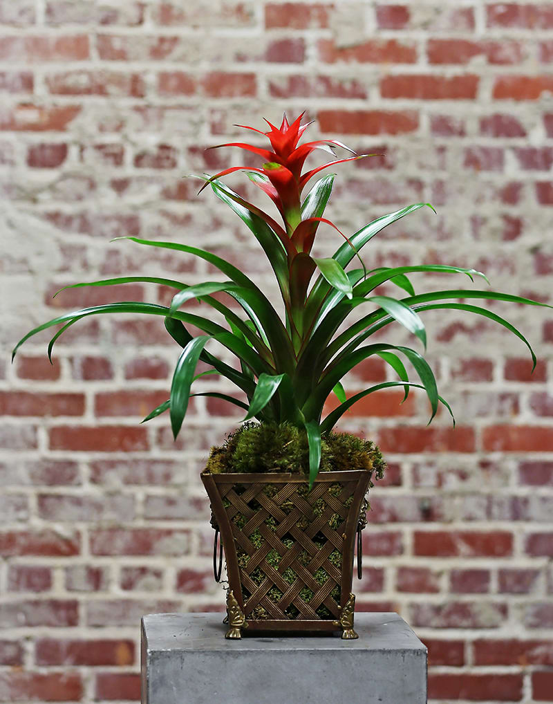 Bromeliad Planter in Atlanta, GA 2000AD Inc.