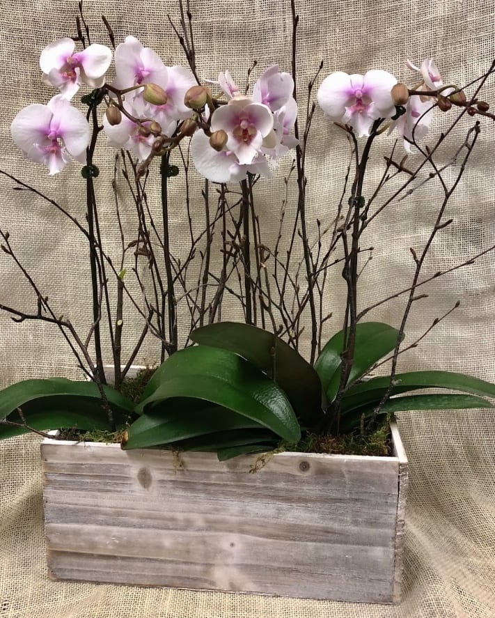 Orchids of Hope in Middleton, WI Promises Floral and Gift Studio