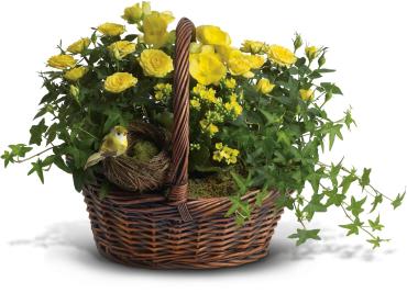 Yellow Trio Basket -   An outstanding pick for an outdoorsy friend! Great for green thumbs and houseplant lovers, this graceful yellow arrangement of three potted plants in a basket is decorated with a sweet bird and nest.  Two yellow flowering plants - potted miniature roses and kalanchoe - are nestled in a bed of classic potted ivy and delivered in a natural woven basket. 