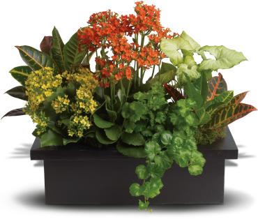 Stylish Plant Assortment -   A modern way to send mixed plants! This colorful, long-lasting gift is presented in a dark vase with clean lines, making it a perfect pick for the home or office. Also an excellent get-well gift!  Mixed potted plants including kalanchoes, ivy, nephthytis and crotons are arranged in a vase. 
