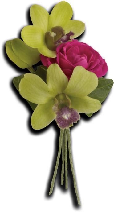 Orchid Celebration Boutonniere -   Celebrate in style with green dendrobium orchids and hot pink roses.  Green dendrobium orchids, hot pink roses and green ivy. 