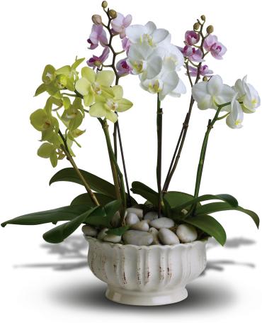 Regal Orchids -  A trio of colorful orchids is an elegant way to wish someone well. Presented in a beautiful white ceramic planter are three miniature phalaenopsis orchid plants. The white, lavender and green orchids sit peacefully in a bed of smooth, Zen river rocks. 