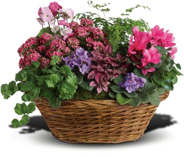 Simply Chic Mixed Plant Basket -   Mix it up! Pamper a stylish pal with this chic array of purple and pink flowering plants plus a delicate maidenhair fern. It's a living gift that keeps on giving!  This large gift basket of blooming plants includes miniature African violets, pink kalanchoe, hot pink cyclamen and pink primrose. 