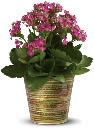 Simply Happy Kalanchoe Plant - Spreading happiness is as easy as sending this colorful Kalanchoe plant! Hand-delivered in our exclusive glazed cachepot that's made in Portugal, this plant's pretty pink flowers and gorgeous green leaves brighten up any room. It's a living gift that keeps on giving! 