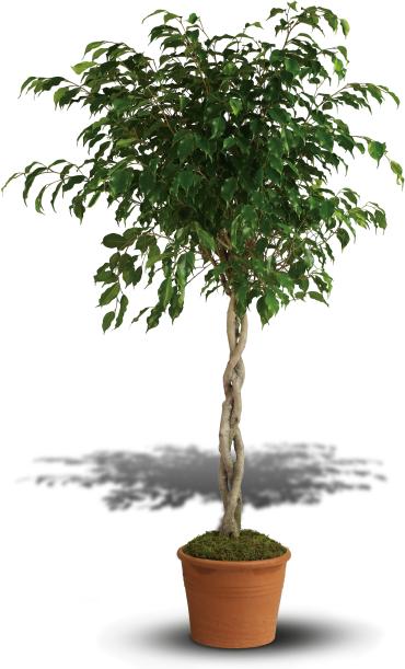 Towering Ficus -  Bring the outdoors in with this lush potted ficus plant. Presented in a classic terra-cotta pot, the tall houseplant is a beautiful addition to any room and not only looks lovely, but also cleans the air with fresh new oxygen.  A potted ficus plant with slender, winding stems and a thick bush of leaves on top is potted in a terra-cotta pot. 