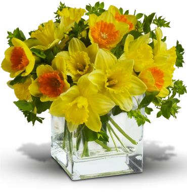 Daffodil Dreams -   Nothing says spring quite like daffodils! And there's no better way to present them than in a simple, clear glass cube vase with minimal decoration. Send this seasonal spring flower at Easter, or any time you want to brighten someone's day.  Fresh cut yellow daffodils and yellow bi-color daffodils are mixed with a bit of green bupleurum in a clear cube vase. 
