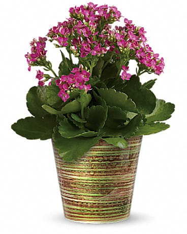 Simply Happy Kalanchoe Plant by Teleflora - With its delicate pink flowers and elegant leaves this lovely Kalanchoe plant is a fresh fabulous surprise for any occasion! It&#039;s hand-delivered in a gorgeous glazed ceramic cachepot from Portugal making this an extra-special gift to be treasured forever.