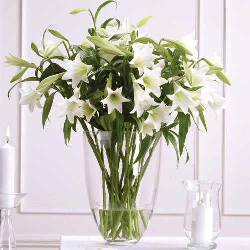 LONG LASTING BLOOMS OF LOVE - BEAUTIFUL WHITE STARGAZER LILIES.