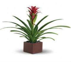 SHOW STOPPER BROMELIAD  PLANT - Bromeliads showy flower displays, bromeliads are beautiful foliage plants, with strappy leaves in red, green, purple, orange, yellow, banded, stripes, spots or other combinations.  There are actually several subfamilies of bromeliads. Pineapples and Spanish moss are both kinds of bromeliads  Its best to use rain water or distilled water instead of tap water to care for your bromeliad. Pour water over the plant or into the central cup until the pot drains or the soil is good and moist.  Do not water excessively; bromeliads can handle dry conditions much better than soaked roots. Only water once the top two inches (5 cm) are dry, and drain any excess water.