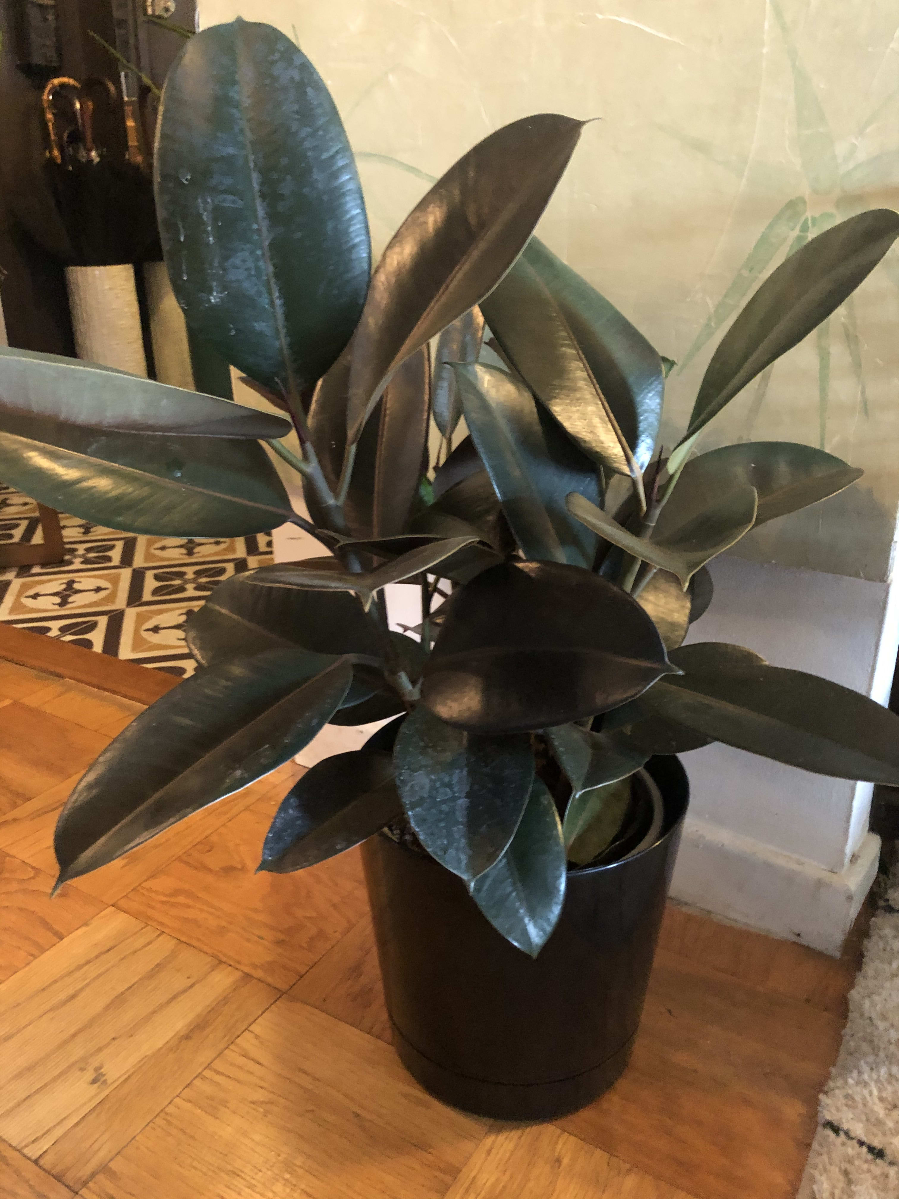 Rubber Tree Plant in Classic 8" Pot by Volanni