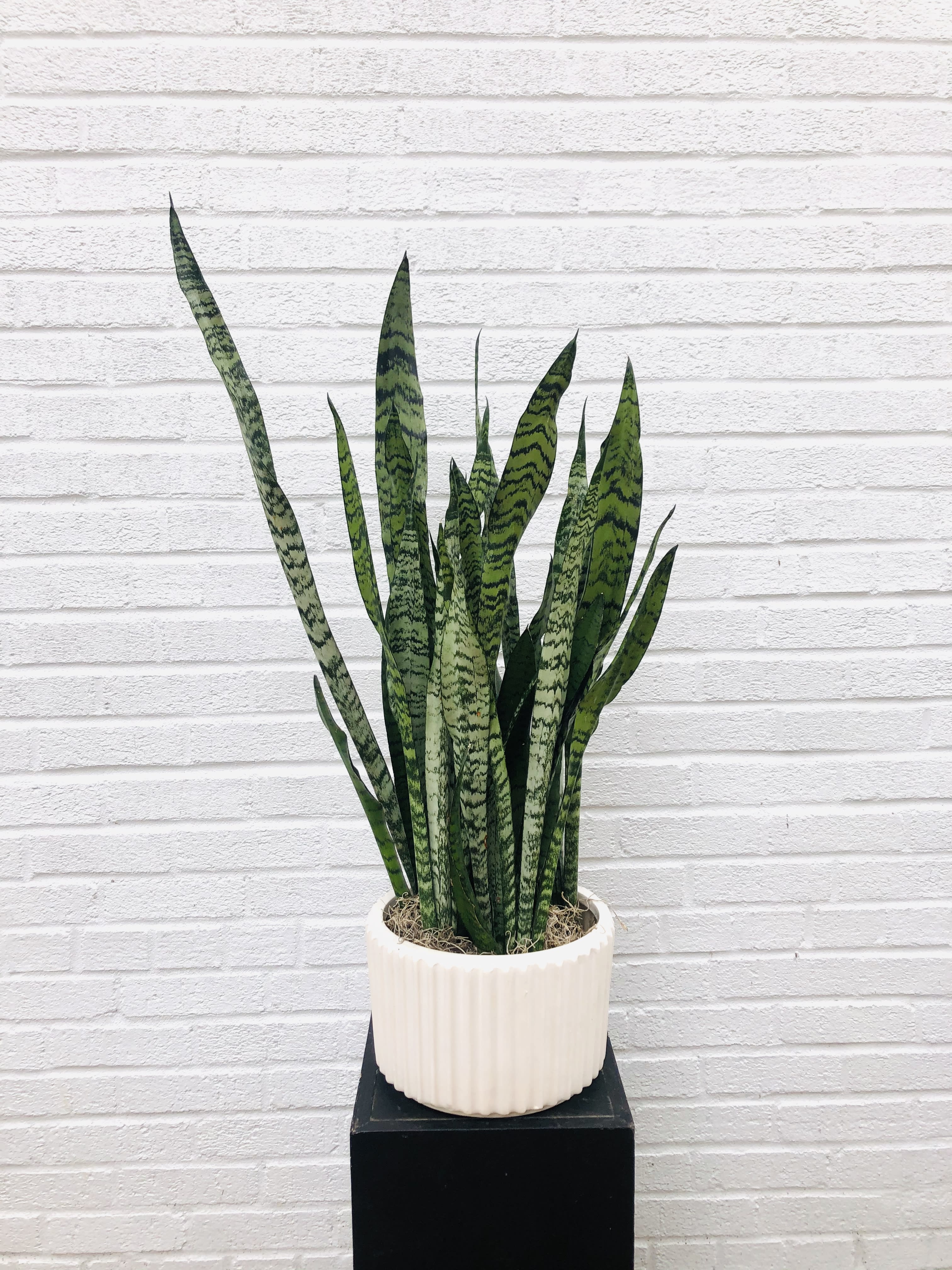 8" Snake Plant in Modern White Ceramic Pot in Washington, DC Volanni
