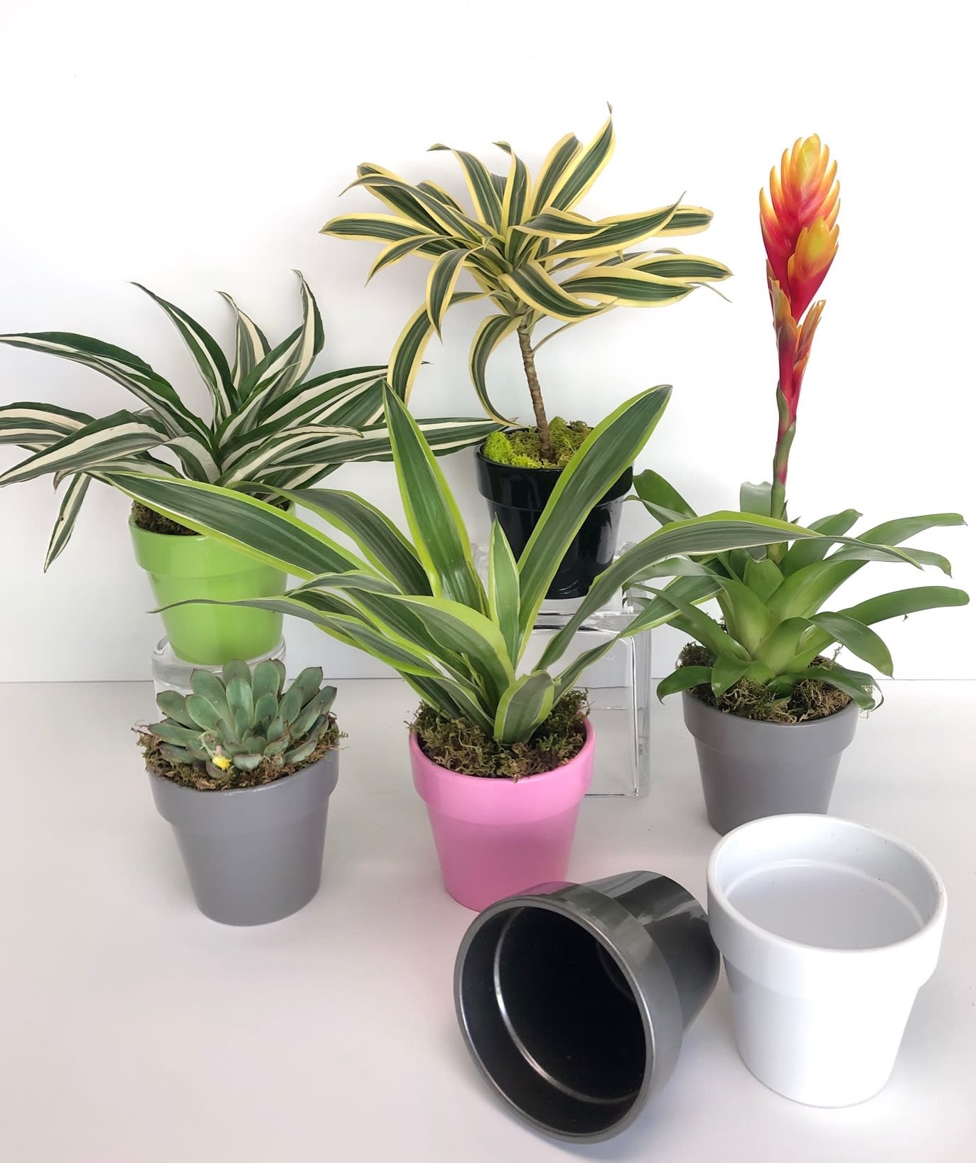 Lil' Plants in Phoenix, AZ | PJs Flowers & Events