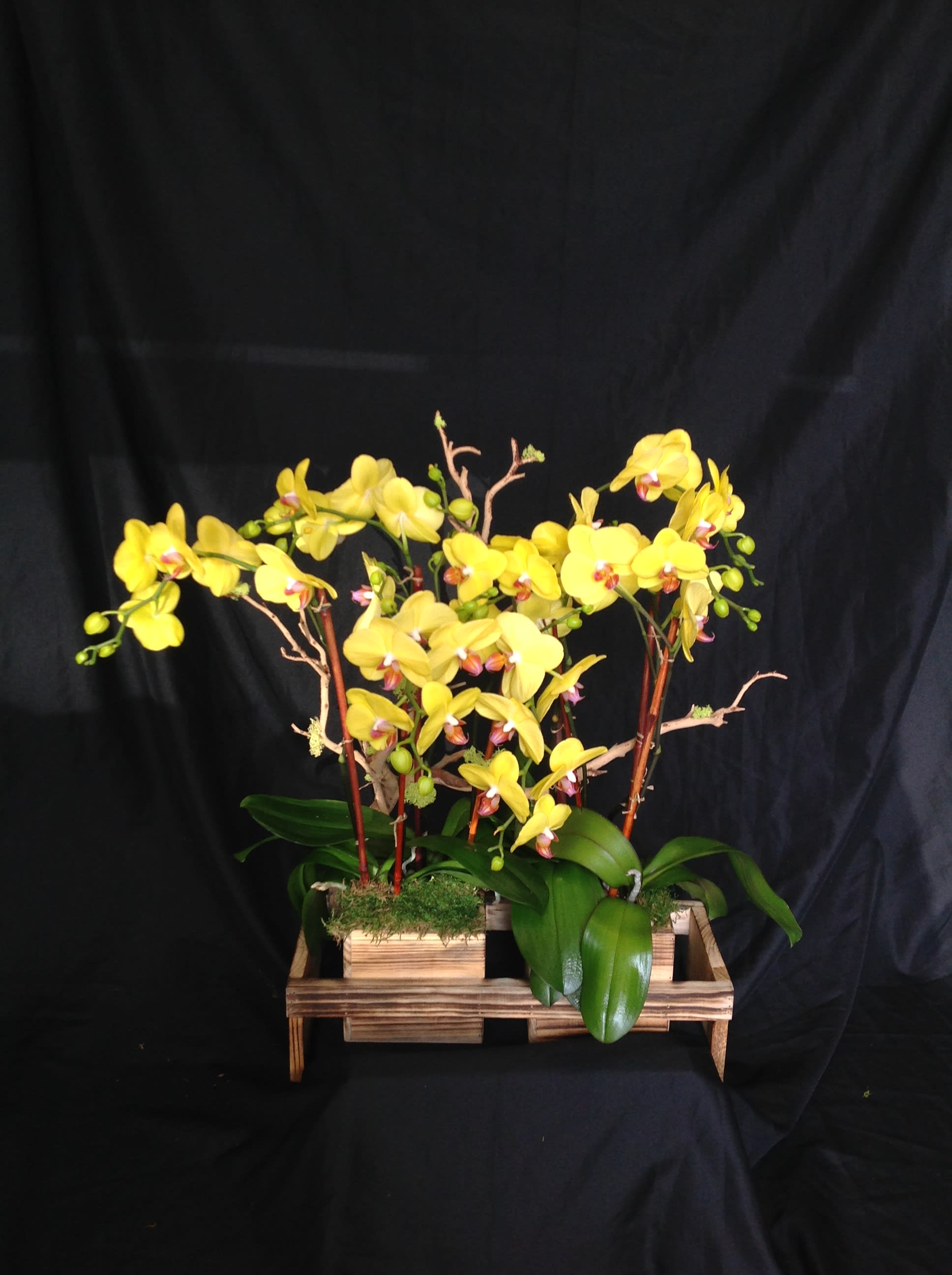 orchid arrangement 2 orchid arrangement 2 - orchid arrangement 2
