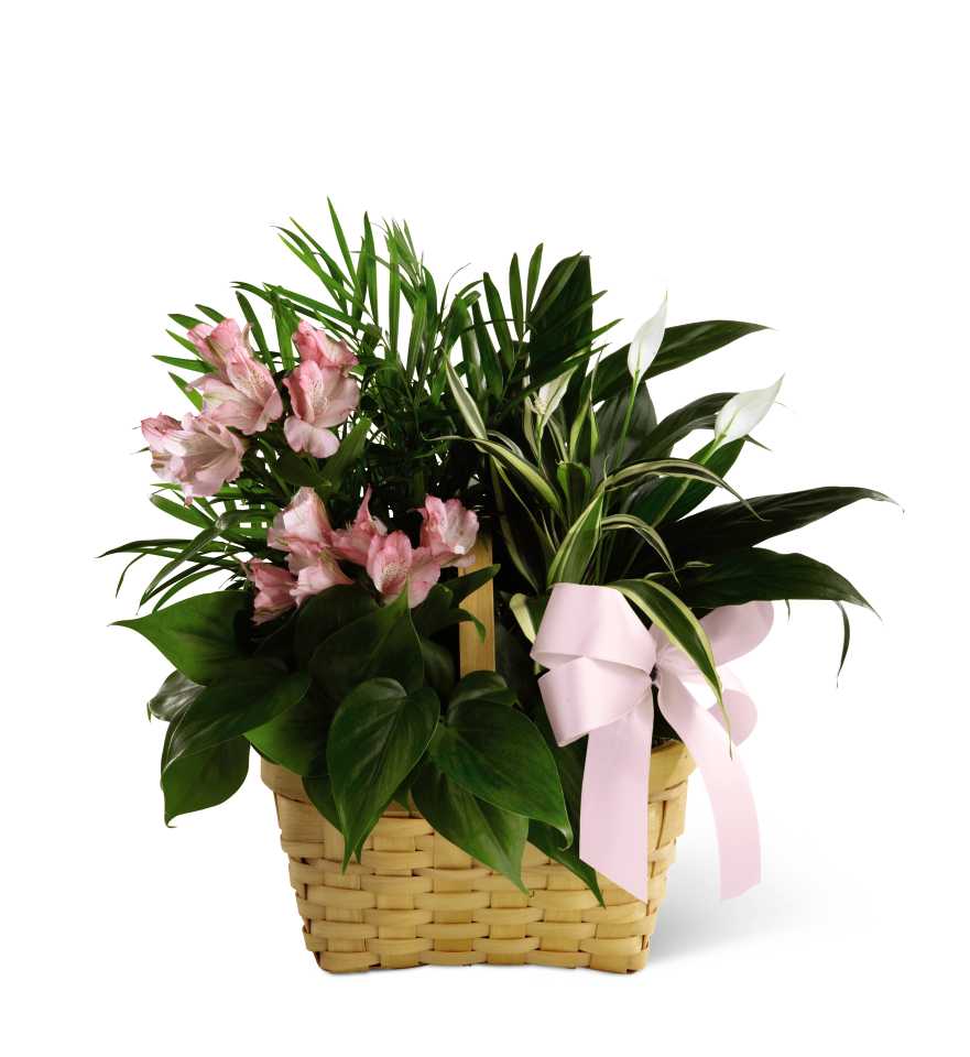 The FTD Living Spirit Dishgarden - The FTD Living Spirit Dishgarden is a wonderful display of our finest plants to honor the life of your loved one. A palm plant, peace lily plant, dracaena plant and a philodendron plant are lush and lovely accented with stems of pink Peruvian lilies. Seated in a 7-inch woodchip rectangular basket, this dishgarden conveys your most heartfelt sympathy while offering hope for brighter days ahead.