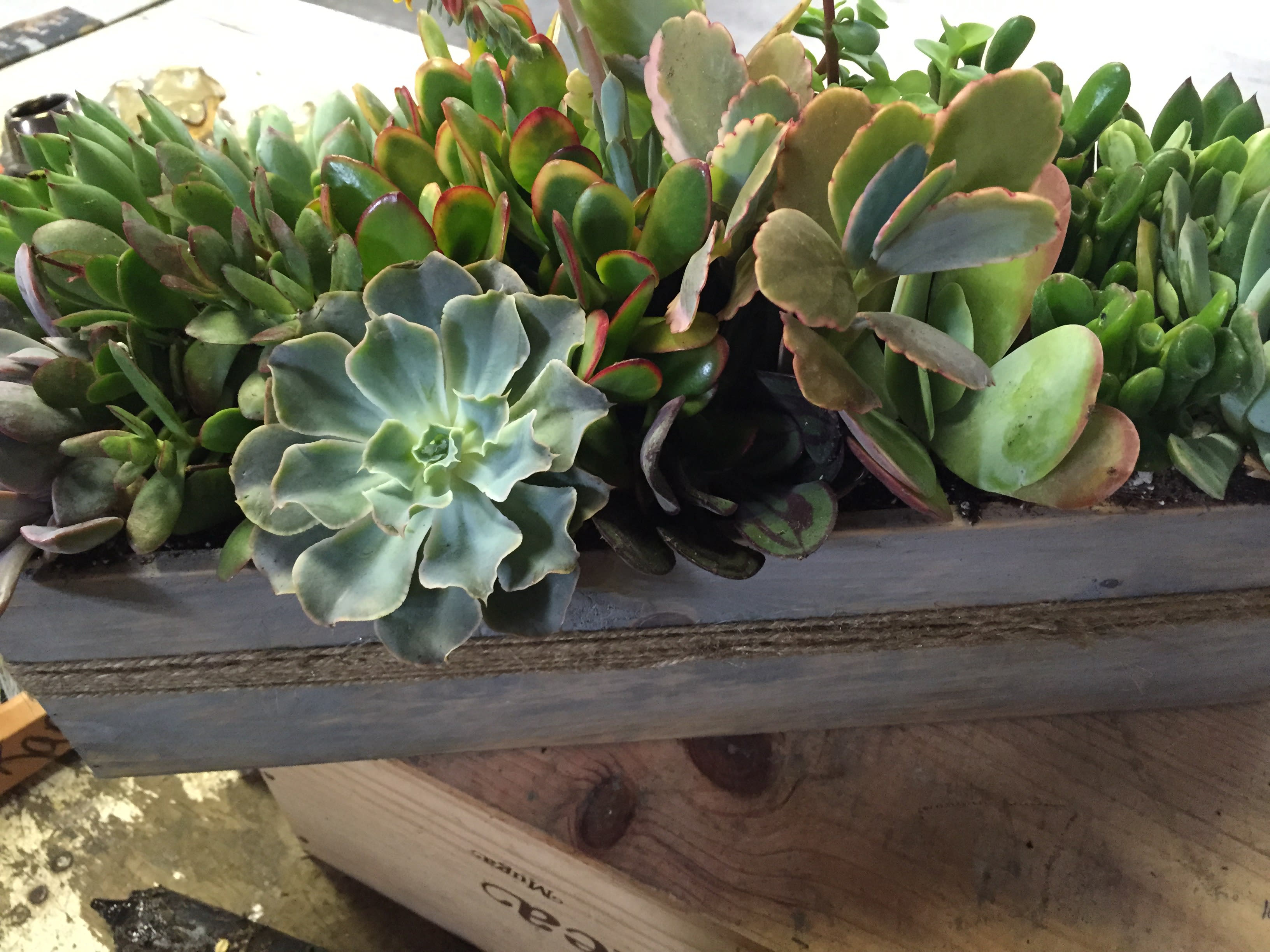 succulent in a box - Easy to care for 