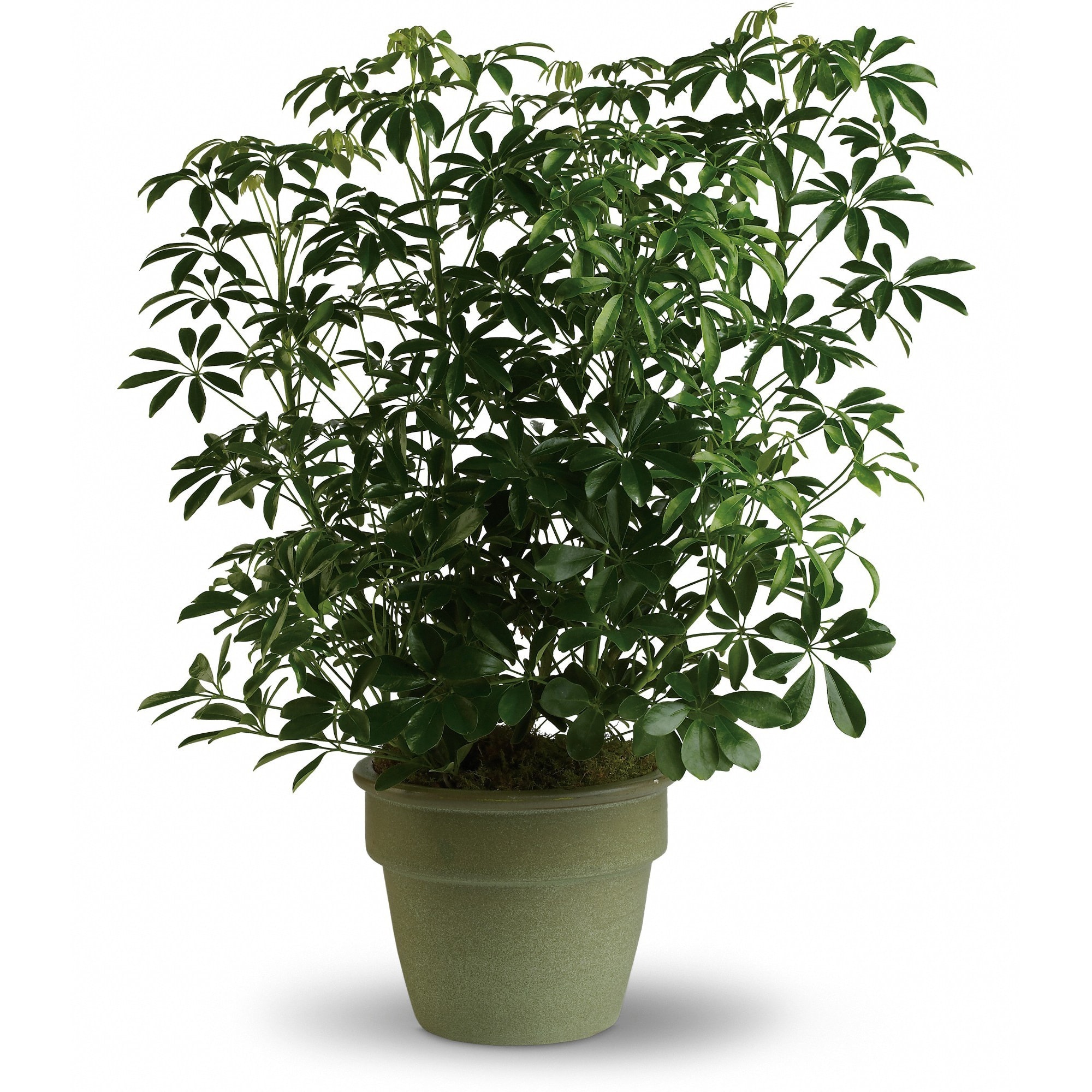 Amazing Arboricola  - Also known as the umbrella plant due to its lovely arching leafy branches, this is an amazing gift. It can last for years and lend its graceful beauty to any home or office.    Standing almost three feet tall in its olive green ceramic planter, this arboricola is a natural.    Approximately 27&quot; W x 34 1/2&quot; H    Orientation: N/A        As Shown : T104-3A    