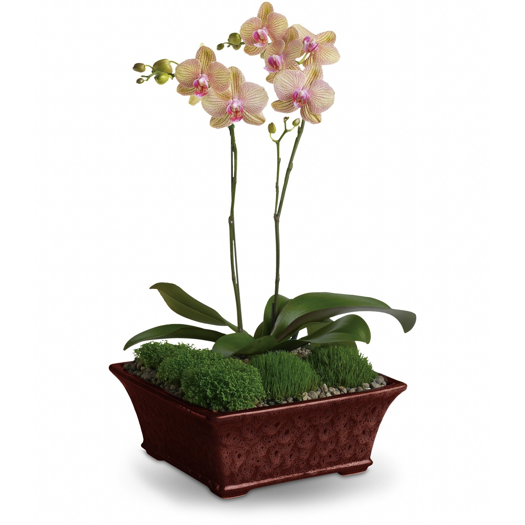 Divine Orchid  - What could possibly be more divine than one lavender phalaenopsis orchid delivered to your door? Two, of course!    Two miniature lavender phalaenopsis orchids are delivered in a dazzling brown footed planter. Divine? Definitely!    Approximately 14&quot; W x 22&quot; H    Orientation: N/A        As Shown : T99-1A    