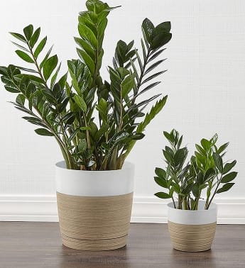 ZZ plant -  ZZ plant is the current darling of décor. Tolerant of neglect and happy with low light, this lush and loveable plant says, “Relax, I’ve got this”.