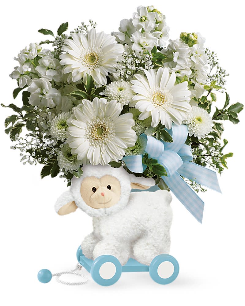 Teleflora's Sweet Little Lamb - Baby Blue - This little lamb can't wait to deliver your best wishes to the happy new family! Crafted of wood and covered in soft plush it's a sweet decorative display piece for the baby's nursery that also delivers a dreamy bouquet of gerbera daisies and stock to the new parents. Celebrate a new arrival with this arrangement of white gerbera daisies stock button spray chrysanthemums and pitta negra. Delivered in a Sweet Little Lamb keepsake.