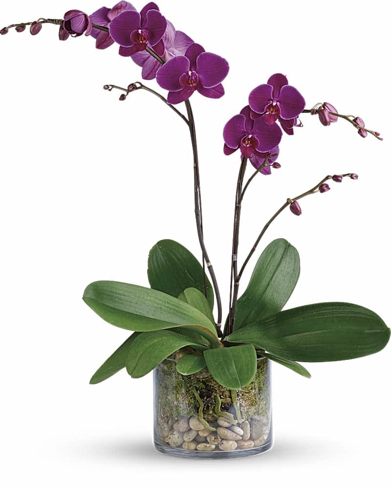 Glorious Gratitude Orchid - Show your gratitude for a special someone with this glorious living gift. Simply presented in a clear glass cylinder these alluring purple phalaenopsis orchids add natural elegance to any environment. A purple phalaenopsis orchid is arranged with natural river rocks and sheet moss. Delivered in a cylinder vase.