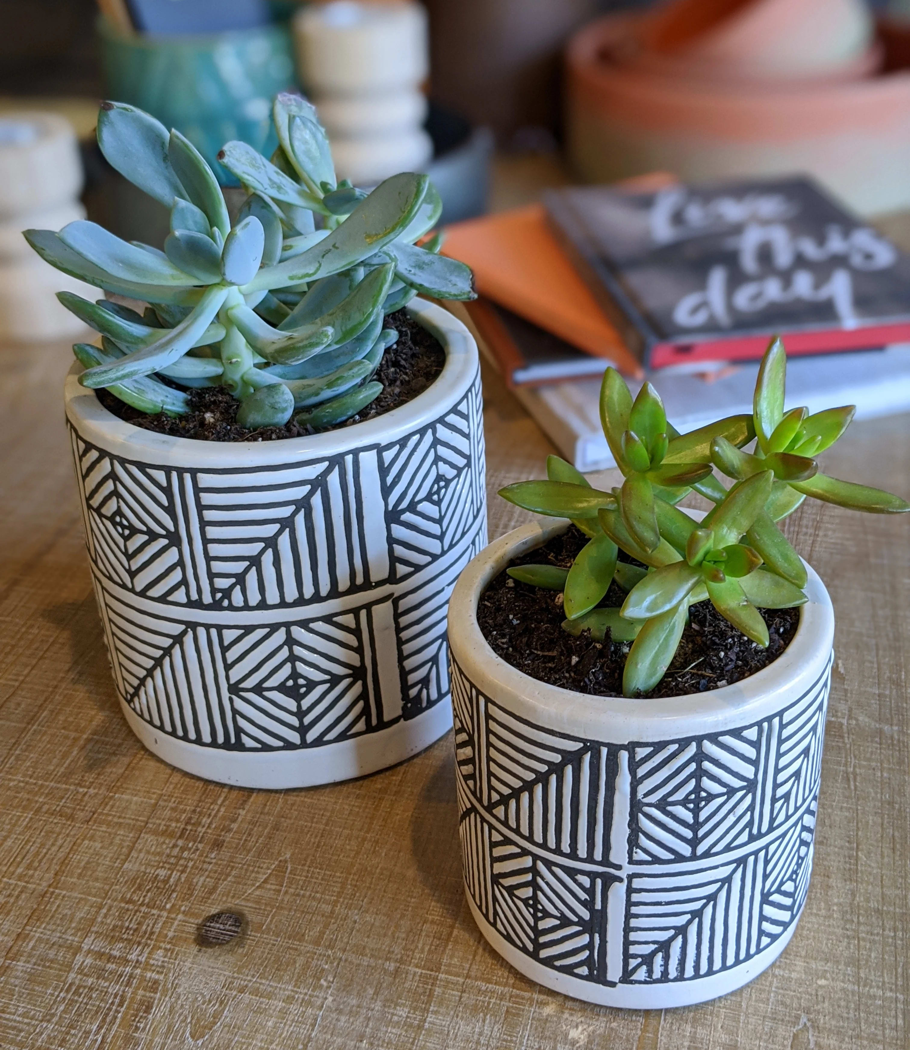 Succulent In Ceramic Pot In Algona Ia Bloom Floral