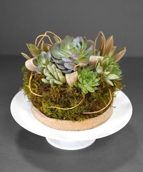 Sweet Succulent Cake - For the nature lover,  we combine several size succulents with moss and burlap to create a slice of heaven on a cake plate. Order it today for a special event or — just because it’s spectacular.  