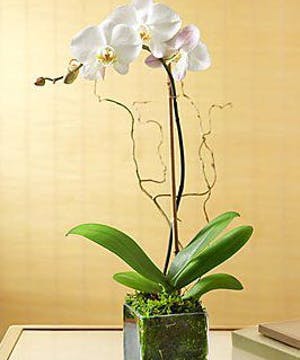 orchid hydrangea
