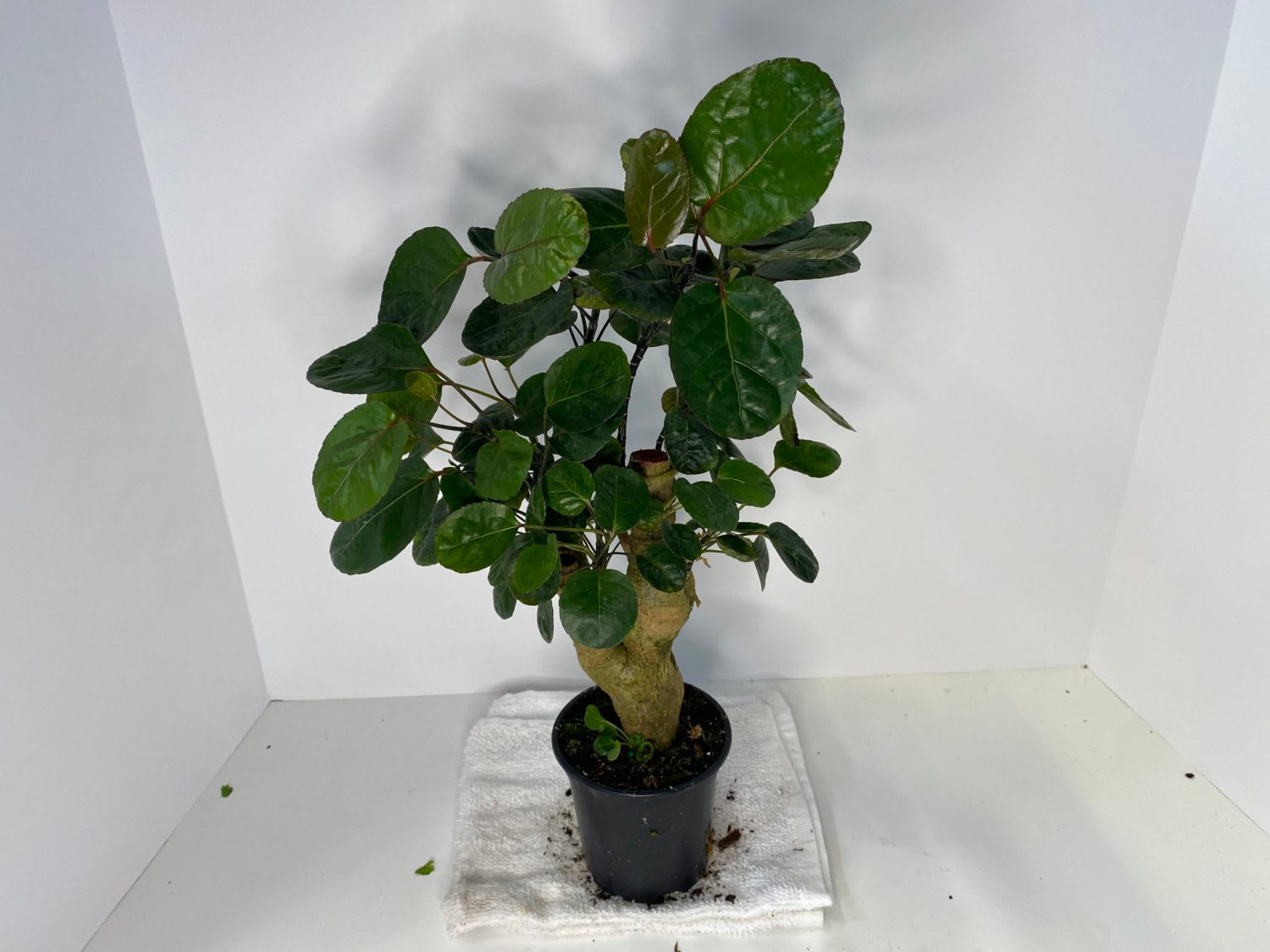 Fabian Aralia Plant in Salina, KS The Flower Nook