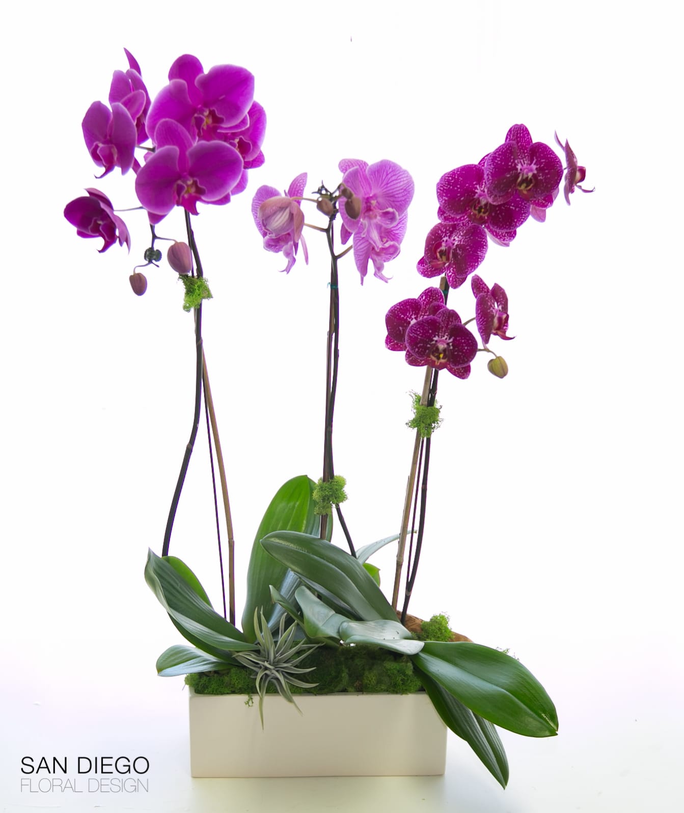 Orchids and air Plants  - Three beautiful exotic Phalenopsis orchids in purple tones arranged in a modern white ceramic container accented by Air Plants accented by driftwood and moss.