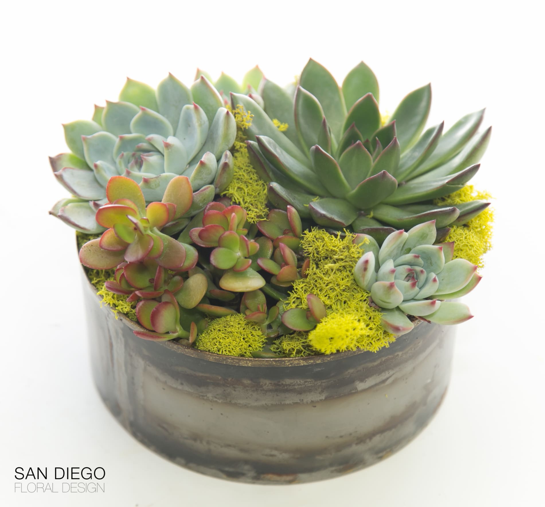 Urban Succulent garden in San Diego, CA | San Diego Floral  