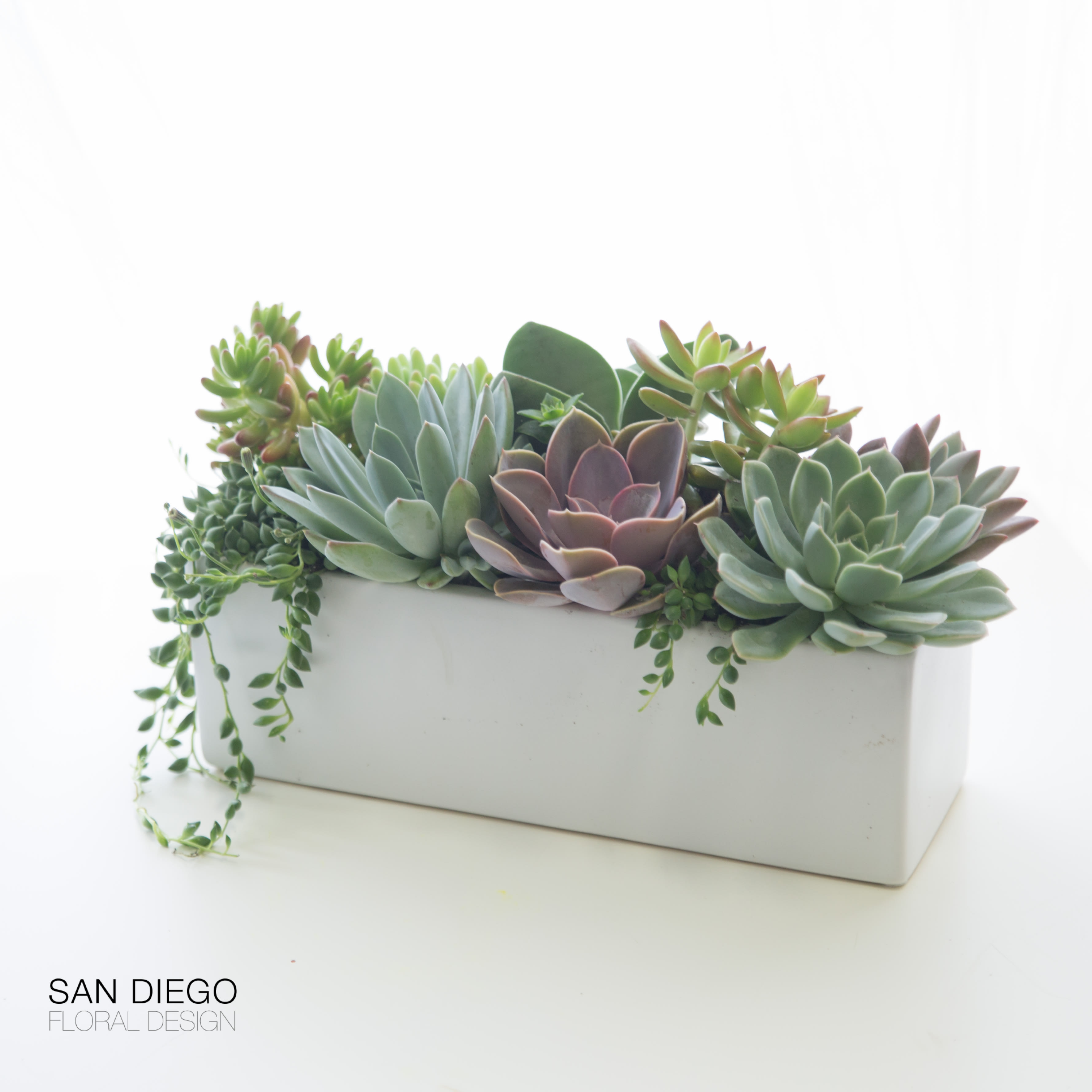 succulents of San Diego in San Diego, CA San Diego Floral Design