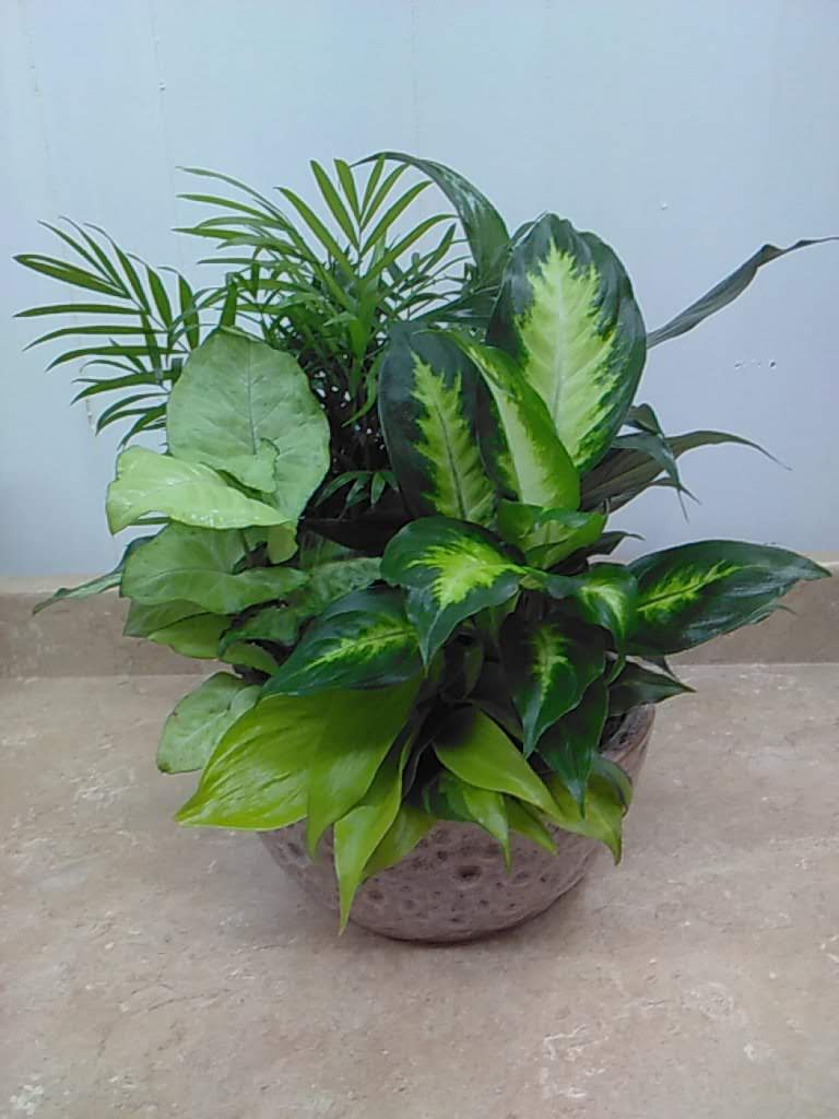 Delightful Dish Garden - Delightful Dish Garden is an apprx.10&quot; round ceramic container filled with a variety of green plants for the home.