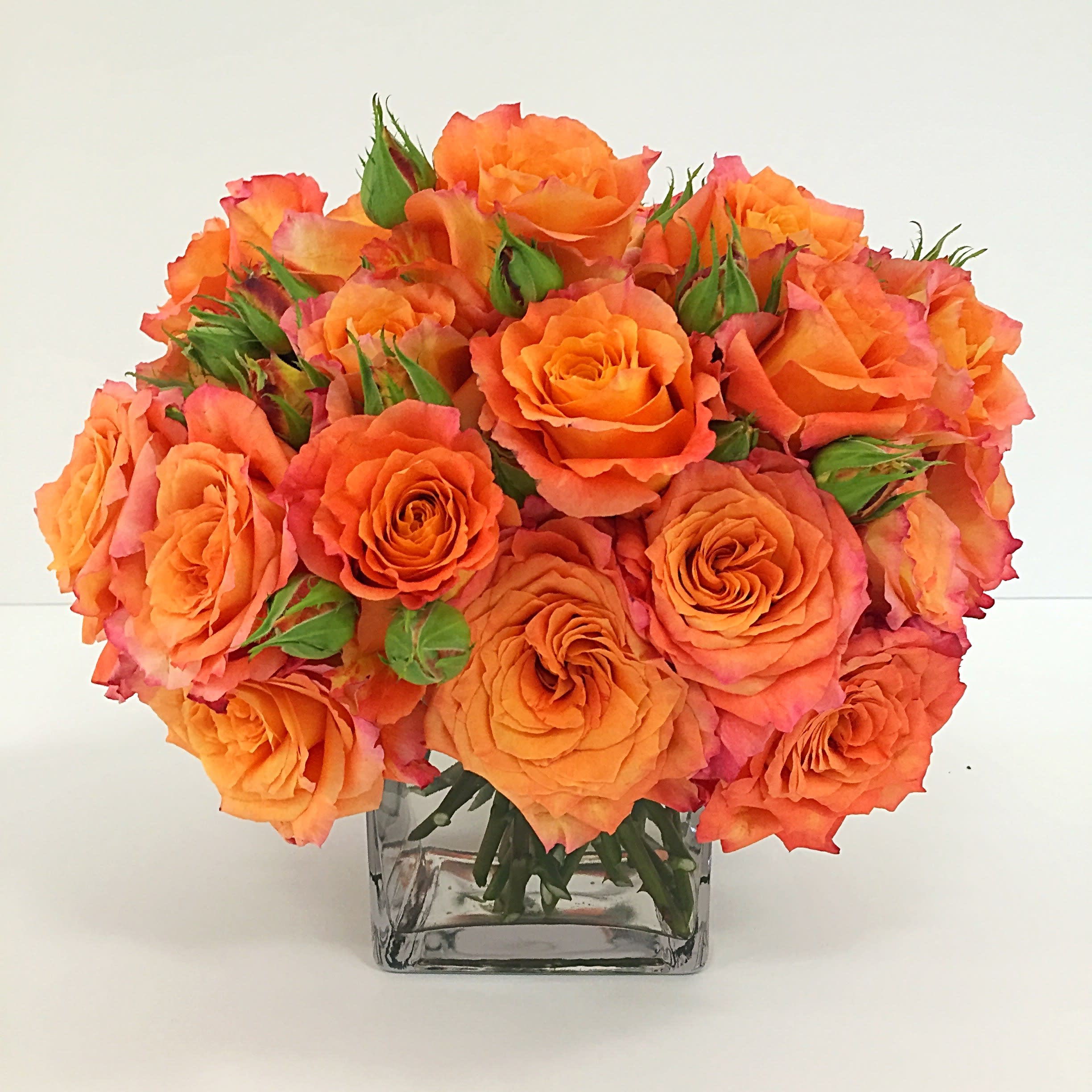 Orange Sherbet Roses - A Luxurious Garden Collection of Mandarin Roses in Various Shades of Orange and Soft Pink Sherbet. 