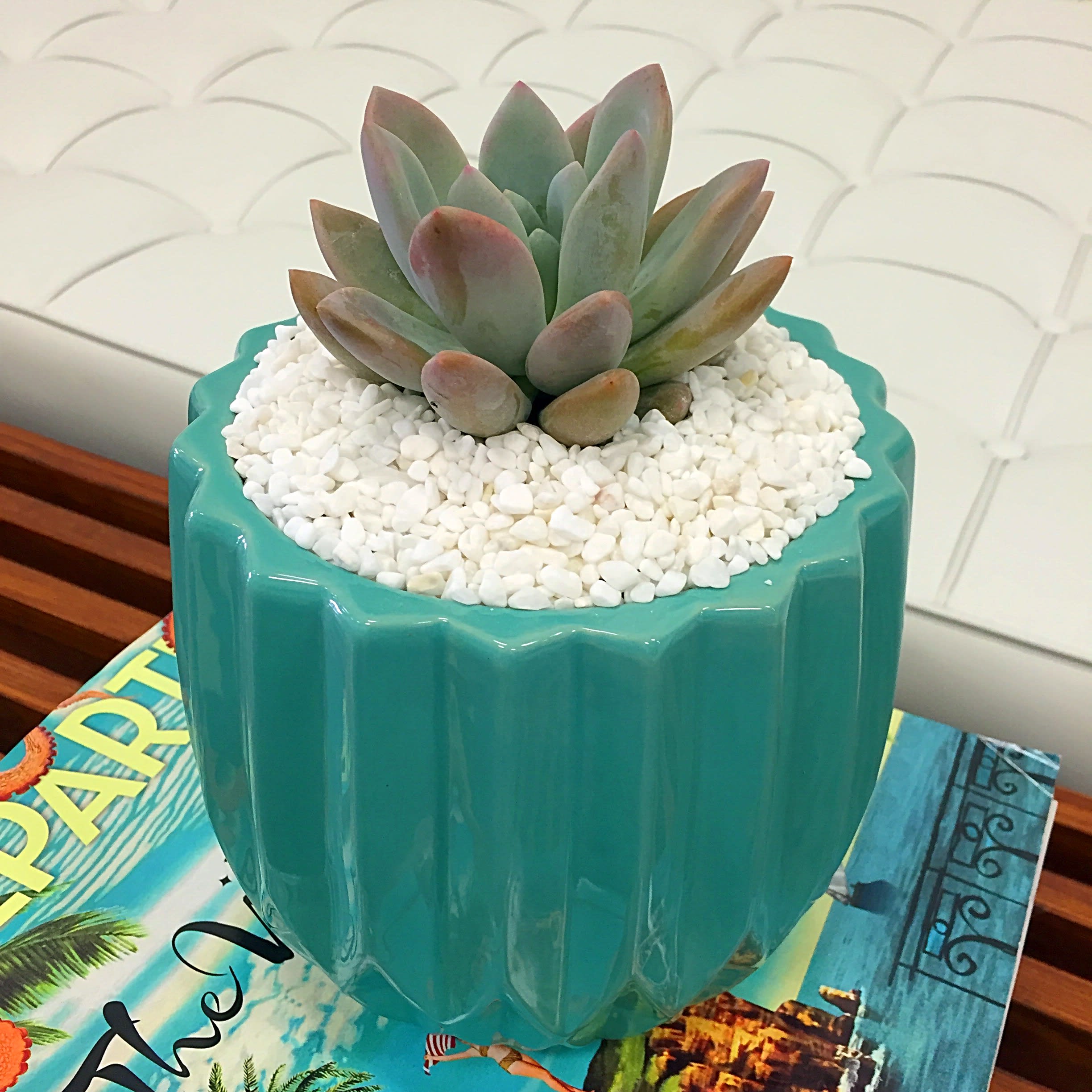 Palm Springs Poolside - This Succulent Shines in a Palm Springs/Mid-Century Blue/Green Ceramic Vase.  What a Fab Gift!