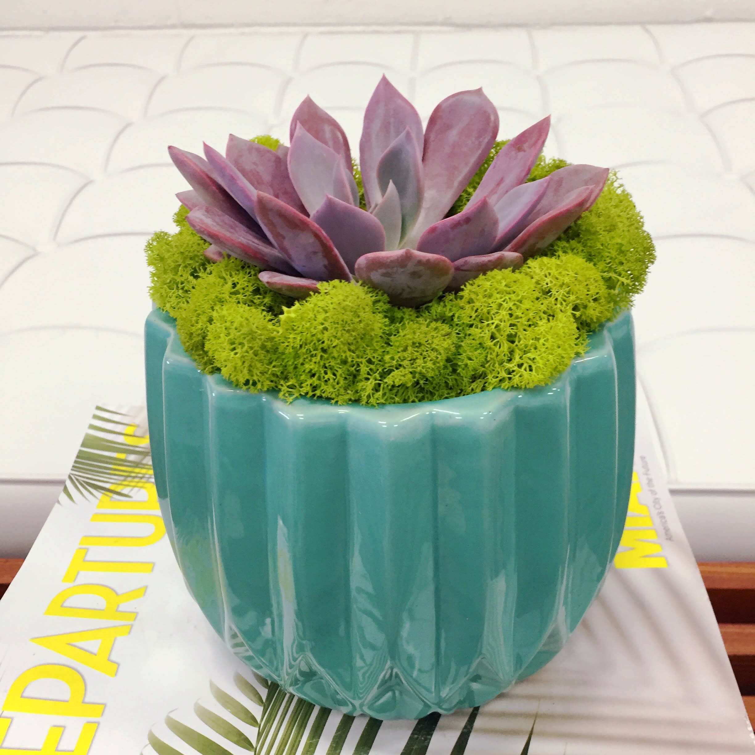 MidCentury Blue and Bright Green - This Succulent Brings the Poolside Garden to YOU! 
