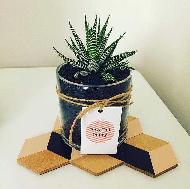 Tiger Aloe - Who Doesn't Love a Tiger Aloe?! Perfection!