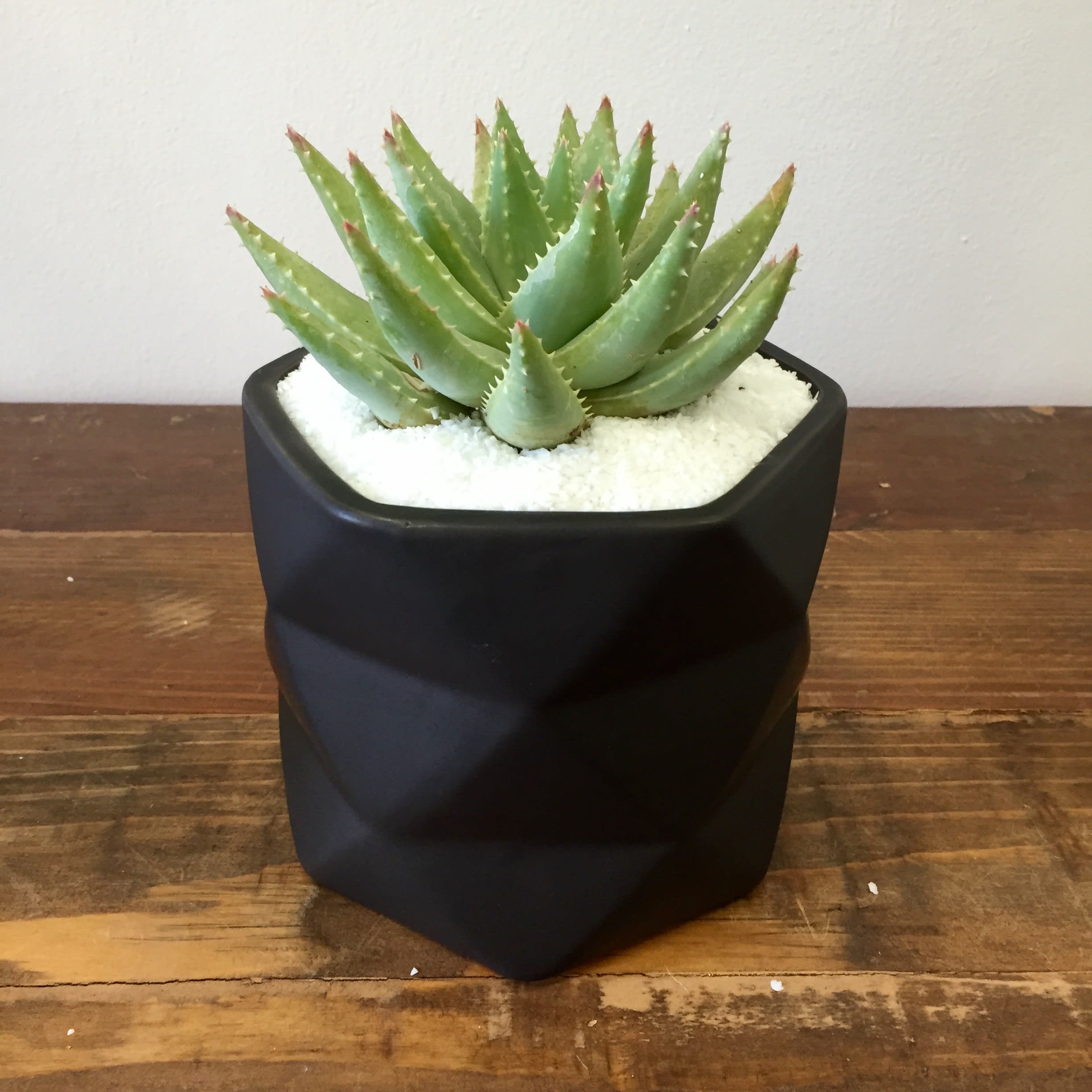 Midnight and White Midnight and White - This sleek succulent in a black geometric vase is a perfect gift!