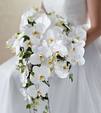 White orchid cheap bridal shop