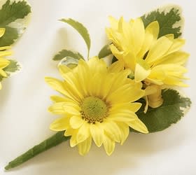 Sunglow Boutonniere  - This Sunglow boutonniere holds a sunny yellow daisy pom and yellow kalanchoe against a background of variegated greens.