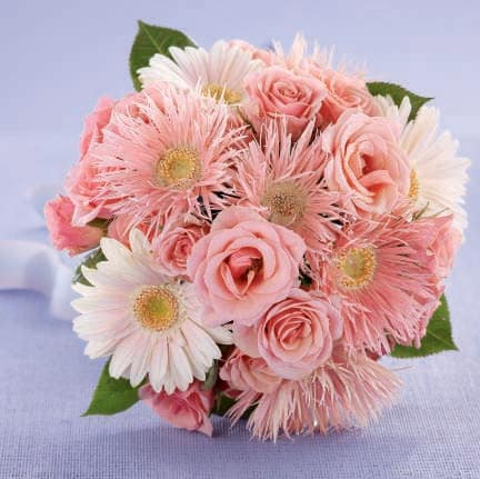 Pink Effervescence™ Bouquet - A lovely and playful bouquet. Pink spider gerbera daisies, pale pink gerbera daisies and pink spray roses are a wonderful combination.