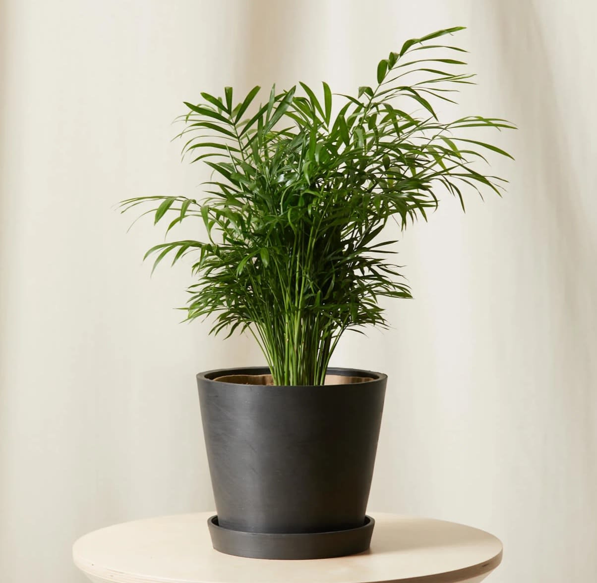 Bella Palm in Valley Village, CA Diana's Flowers