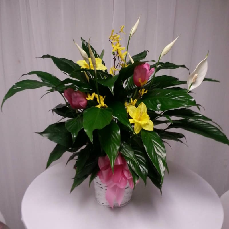Peace Lily Plant In Wilkes Barre Pa A M Floral Express Send peace lily plant with a local florist through flower shop network! peace lily plant in wilkes barre pa a m floral express