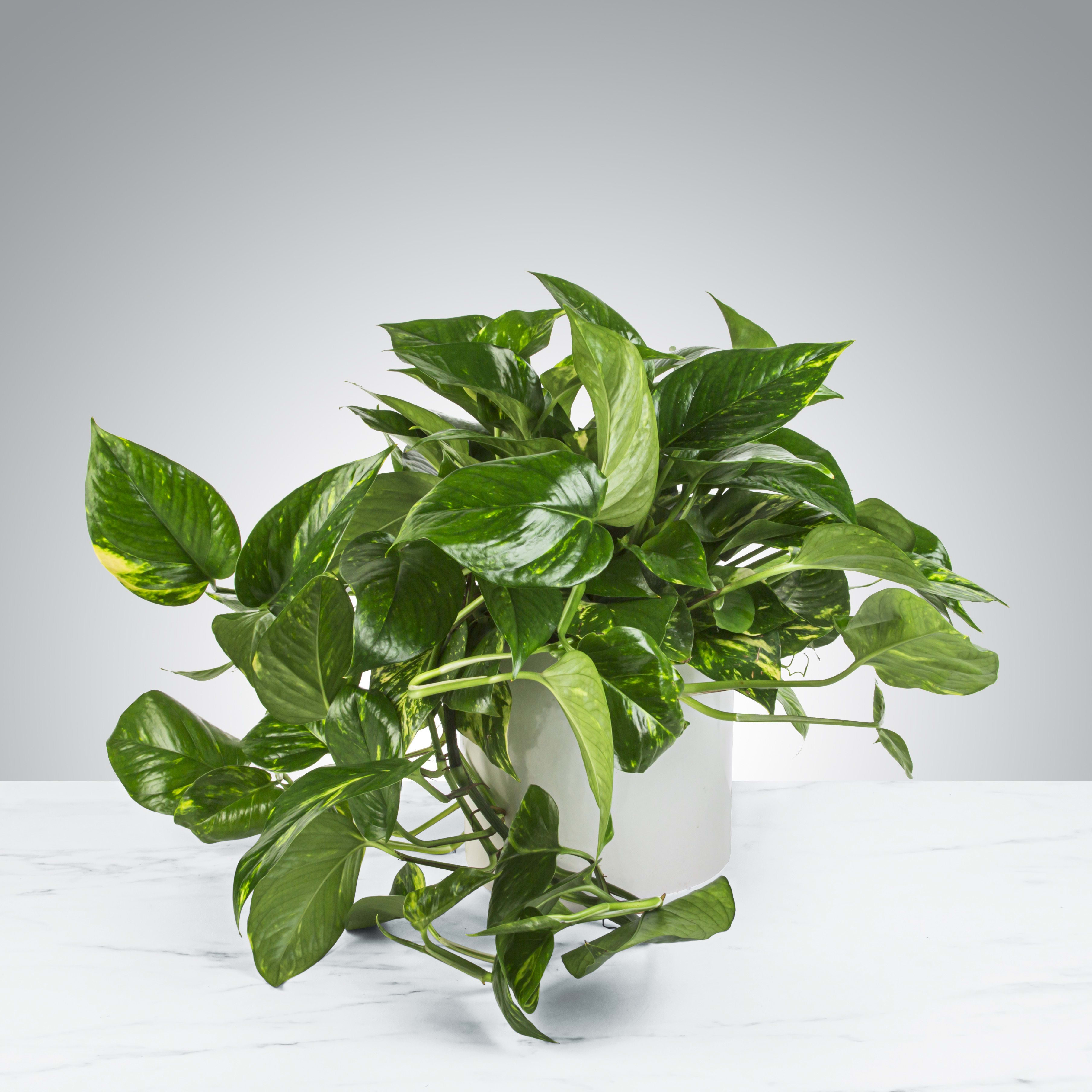 Pothos Plant  - A large Pothos Plant that updates any living space. Pothos Plant's are known to remove toxins from the air and don't need to be watered frequently.  Aprox. 6&quot; pot, deluxe 8&quot; pot, premium 10&quot; pot