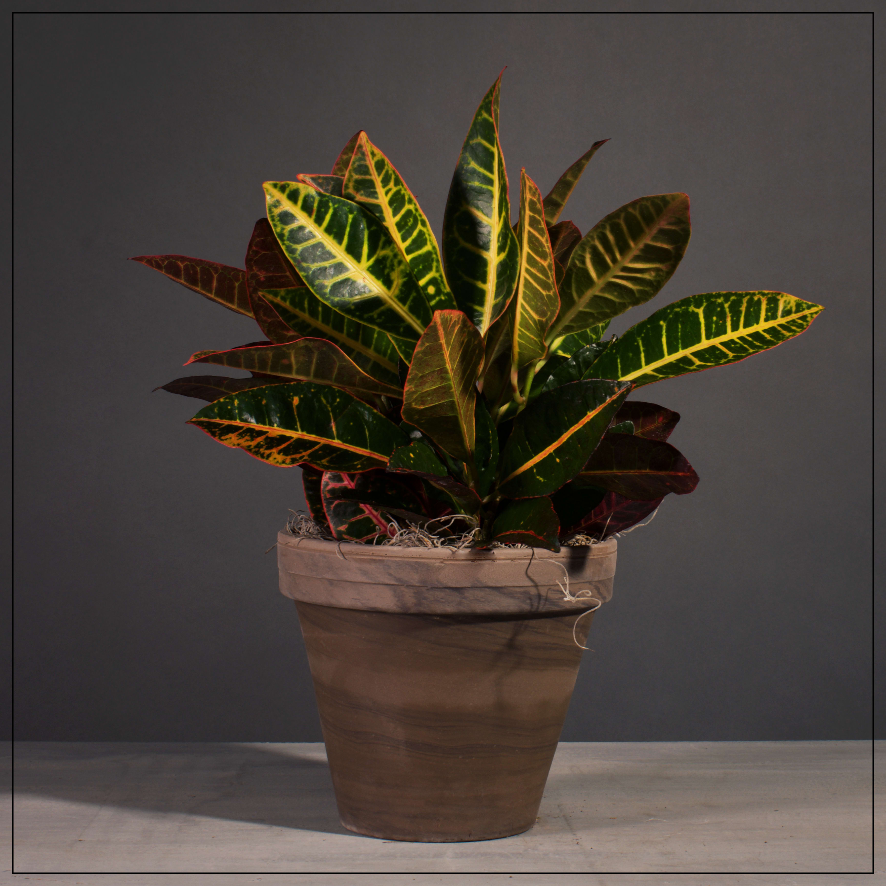 Croton Plant In Grey Terracotta Pot In Kansas City Mo Fiddly Fig