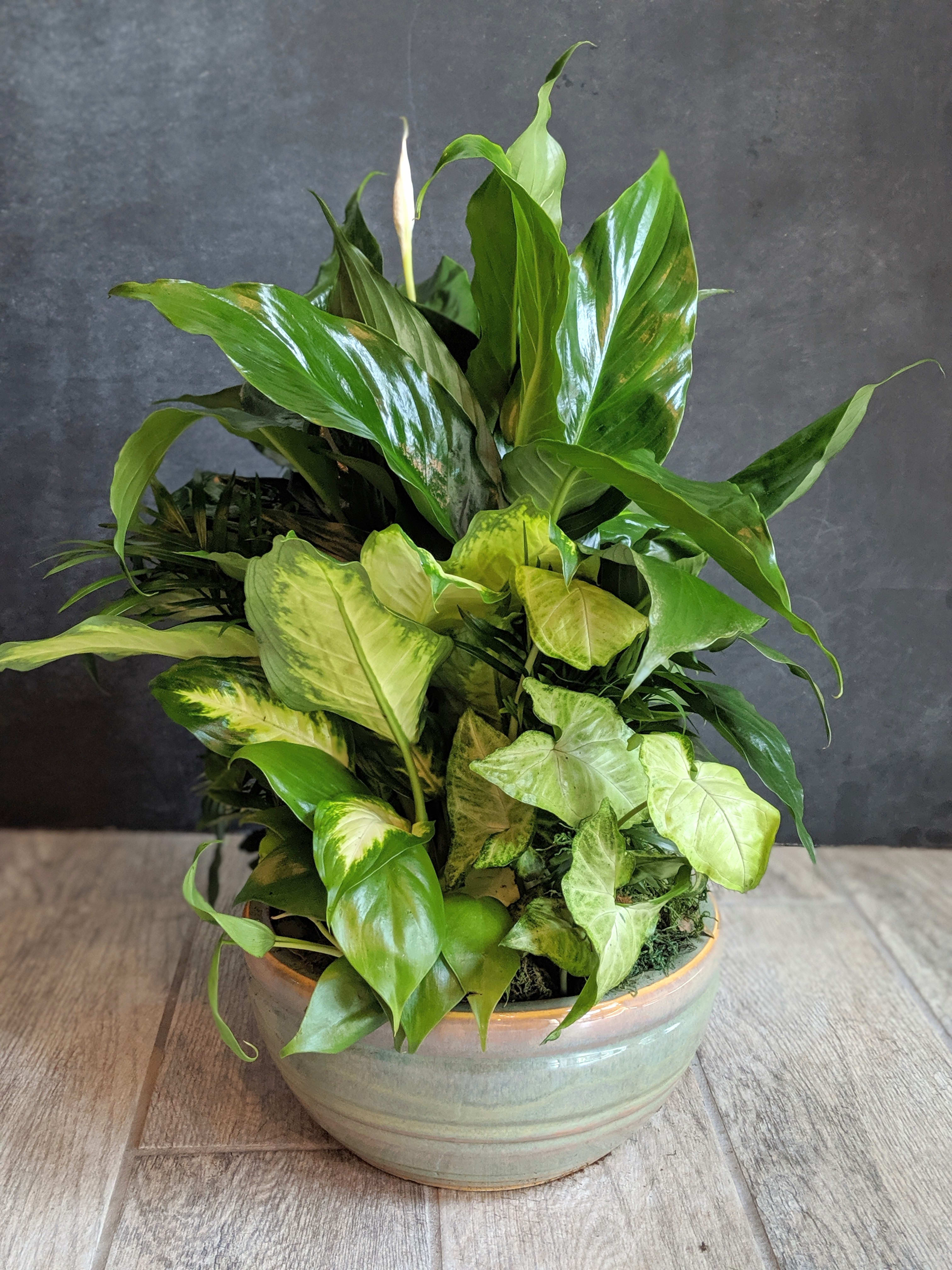 Large Mixed Dish Garden in Overland Park, KS Eden Floral and Events