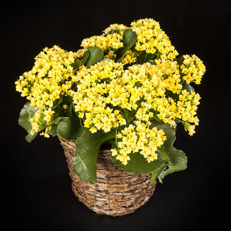 Pocketful of Sunshine in Prairie Village, KS Village Flower Company