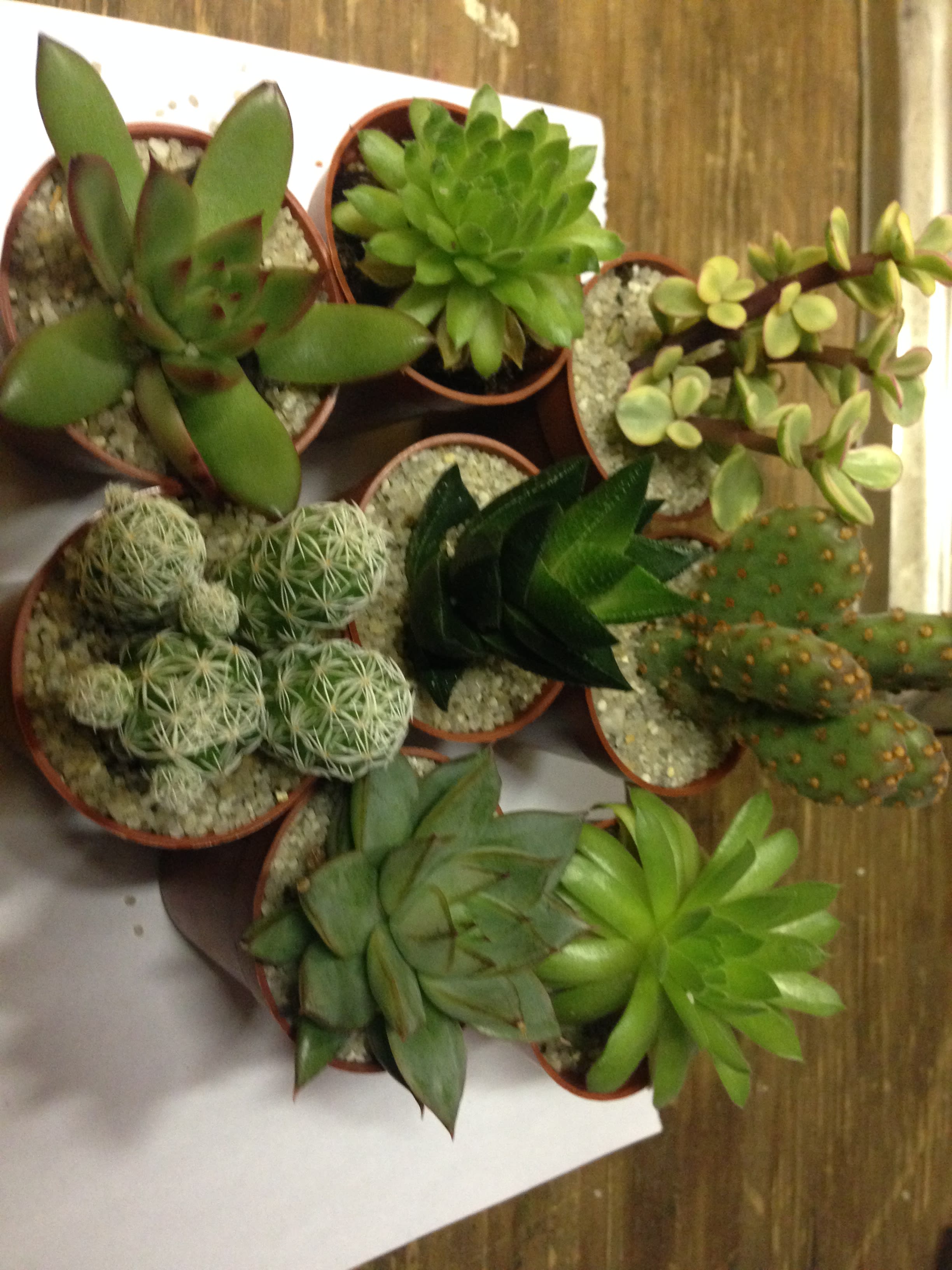 succelent gardens in Huntington, NY Funky Flower Shop