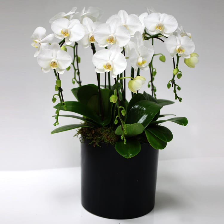 Orchid waterfall in Redondo Beach, CA Brooke's Flowers